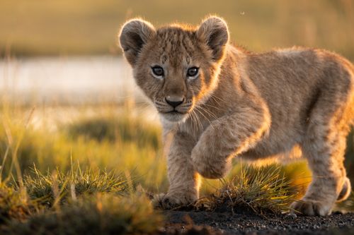 Maasai Mara Wildlife Photography Kenya Masai Mara 022