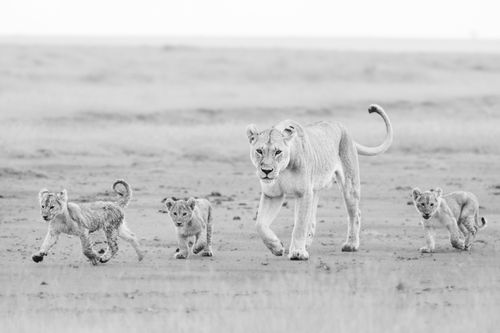 Maasai Mara Wildlife Photography Kenya Masai Mara 027