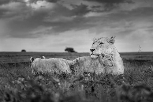Maasai Mara Wildlife Photography Kenya Masai Mara 028