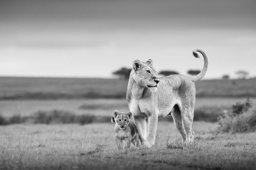 Maasai Mara Wildlife Photography Kenya Masai Mara 030