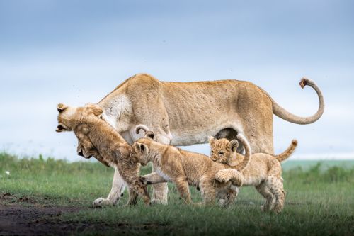 Maasai Mara Wildlife Photography Kenya Masai Mara 031
