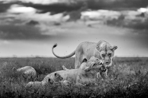 Maasai Mara Wildlife Photography Kenya Masai Mara 032