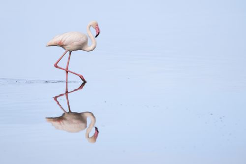 Maasai Mara Wildlife Photography Kenya Masai Mara 034