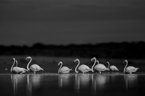Maasai Mara Wildlife Photography Kenya Masai Mara 035