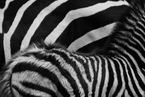 Maasai Mara Wildlife Photography Kenya Masai Mara 037