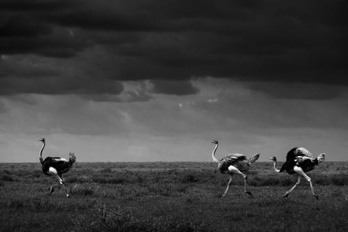 Maasai Mara Wildlife Photography Kenya Masai Mara 038
