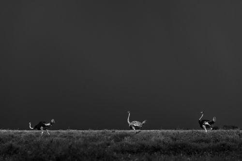 Maasai Mara Wildlife Photography Kenya Masai Mara 039