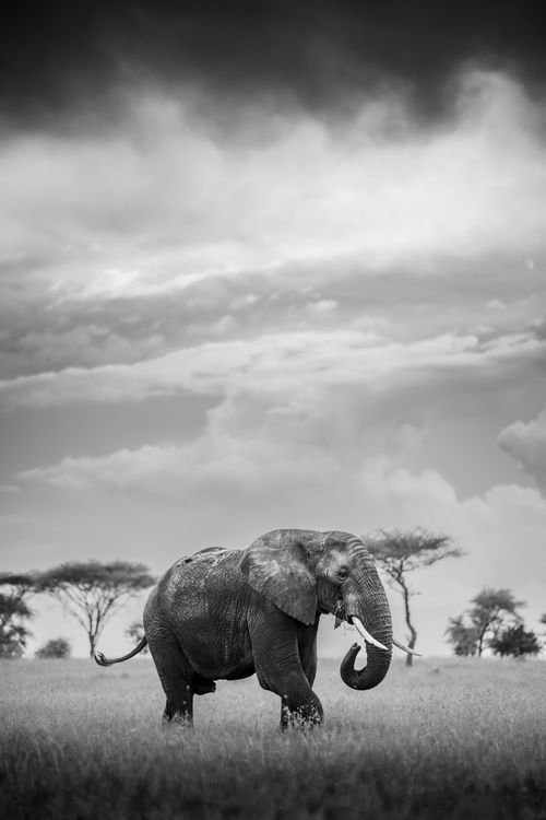 Maasai Mara Wildlife Photography Kenya Masai Mara 041