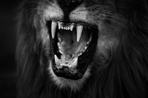 Maasai Mara Wildlife Photography Kenya Masai Mara 042