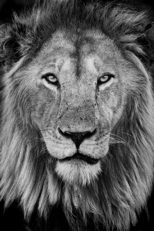 Maasai Mara Wildlife Photography Kenya Masai Mara 043