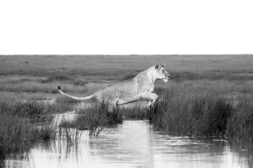 Maasai Mara Wildlife Photography Kenya Masai Mara 044