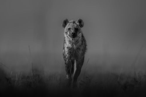 Masai Mara Kenya Wildlife Photography Maasai Mara 001