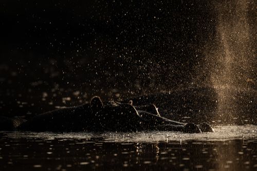 Masai Mara Kenya Wildlife Photography Maasai Mara 004