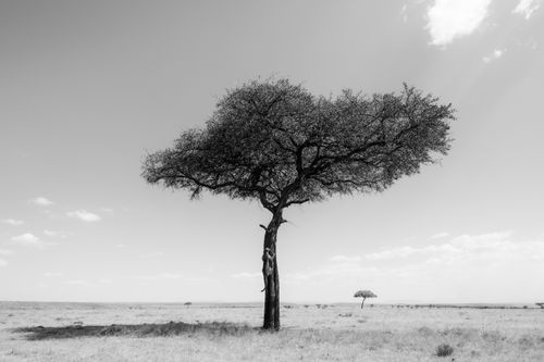 Masai Mara Kenya Wildlife Photography Maasai Mara 005