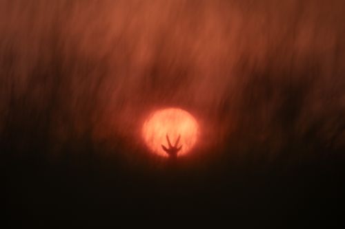 Masai Mara Kenya Wildlife Photography Maasai Mara 006