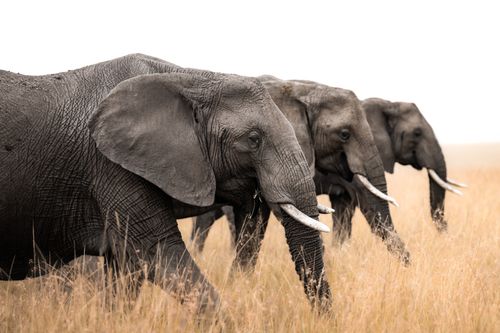 Masai Mara Kenya Wildlife Photography Maasai Mara 007