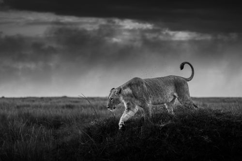 Masai Mara Kenya Wildlife Photography Maasai Mara 011