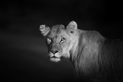Masai Mara Kenya Wildlife Photography Maasai Mara 012