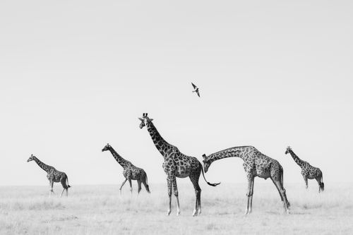 Masai Mara Kenya Wildlife Photography Maasai Mara 013