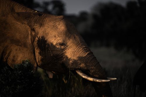 Masai Mara Kenya Wildlife Photography Maasai Mara 014
