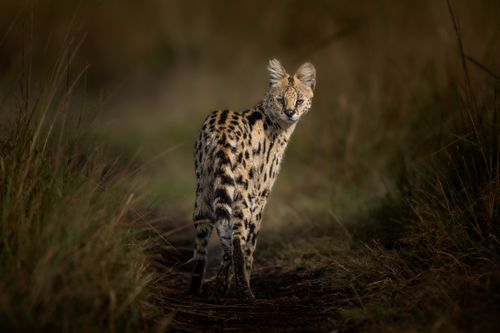 Masai Mara Kenya Wildlife Photography Maasai Mara 015