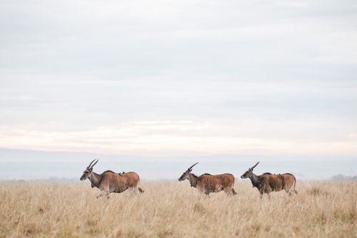 Masai Mara Kenya Wildlife Photography Maasai Mara 017