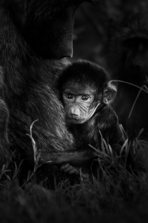 Masai Mara Kenya Wildlife Photography Maasai Mara 020