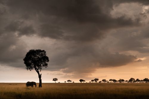 Masai Mara Kenya Wildlife Photography Maasai Mara 021