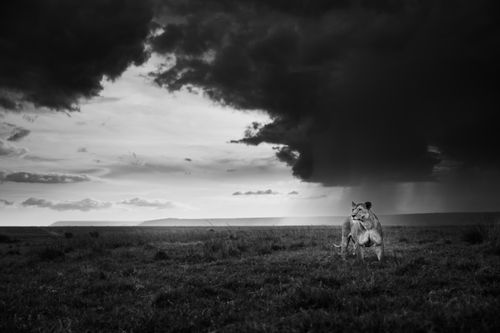 Masai Mara Kenya Wildlife Photography Maasai Mara 022