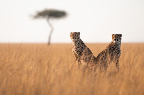Wildlife Photography Maasai Mara Kenya 006