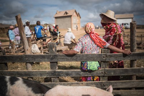 Madagascar Documentary Travel Photography Andohasana Monday Pig Market Madagascar Central Highlands 2