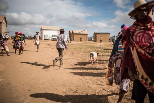 Madagascar Documentary Travel Photography Chasing a pig that escaped Andohasana Monday Pig Market Madagascar Central Highlands