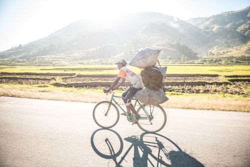 Madagascar Documentary Travel Photography Cycling with freshy cut rice in the Manandoana Valley rice paddy fields near Antsirabe Madagascar Central Highlands