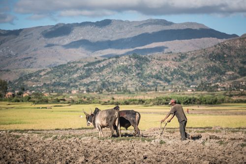 Madagascar Documentary Travel Photography Ploughing with Zebu in Manandoana Valley rice paddy fields near Antsirabe Madagascar Central Highlands