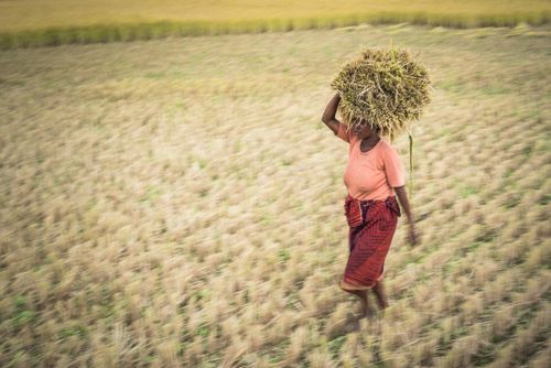 Madagascar Documentary Travel Photography Working in rice paddy fields near Ranomafana Madagascar Central Highlands