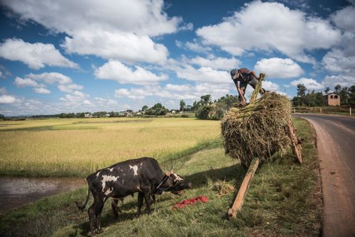 Madagascar Documentary Travel Photography Working in rice paddy fields on RN7 Route Nationale 7 near Ambatolampy in the Central Highlands of Madagascar