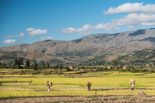 Madagascar Documentary Travel Photography Working in the Manandoana Valley rice paddy fields near Antsirabe Madagascar Central Highlands