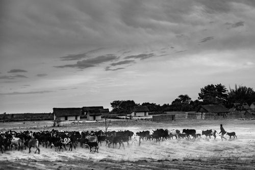 Madagascar Documentary Travel Photography Zebu herder Isalo National Park Ihorombe Region Southwest Madagascar
