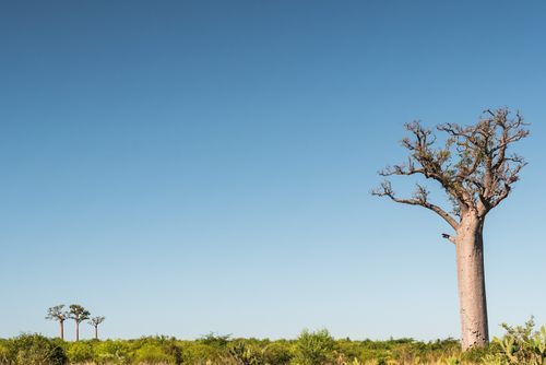 Madagascar Landscape Photography Baobab Trees seen from RN7 near Ifaty South West Madagascar Africa