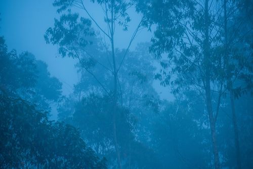 Madagascar Landscape Photography Trees in mist at dawn Andasibe National Park Madagascar