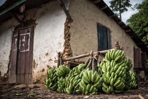 Madagascar Travel Photography Bananas for sale in Ranomafana Town Madagascar Central Highlands
