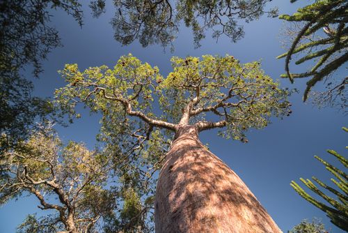 Madagascar Travel Photography Baobab Tree in Spiny Forest Parc Mosa a Mangily Ifaty South West Madagascar Africa