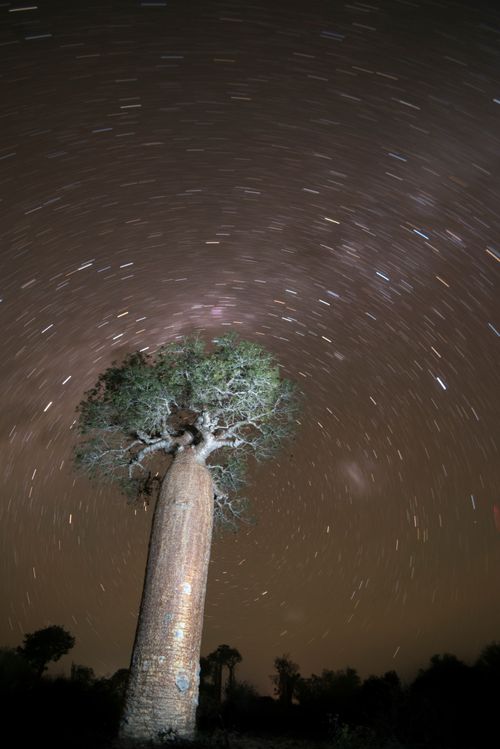 Madagascar Travel Photography Baobab tree under the stars at night in spiny forest Ifaty South West Madagascar Africa