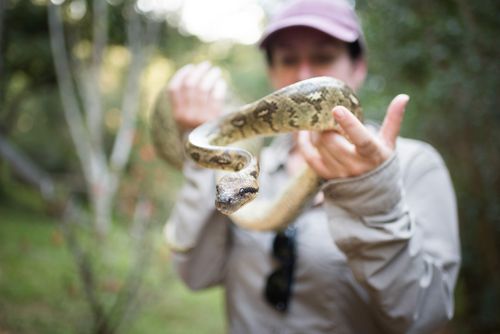Madagascar Travel Photography Tourist holding a Malagasy Tree Boa Sanzinia madagascariensis Andasibe Eastern Madagascar