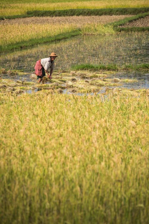 Madagascar Travel Photography Working in rice paddy fields on RN7 Route Nationale 7 near Ambatolampy in the Central Highlands of Madagascar