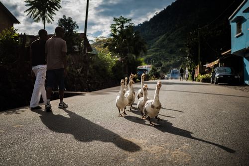 Madagascar Travel Street Photography Geese in Ranomafana Madagascar Central Highlands
