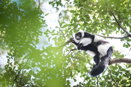 Madagascar Wildlife Photography Black and White Ruffed Lemur Varecia variegata endemic to Madagascar seen on Lemur Island Andasibe 2