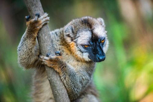 Madagascar Wildlife Photography Common Brown Lemur Eulemur fulvus Andasibe Madagascar
