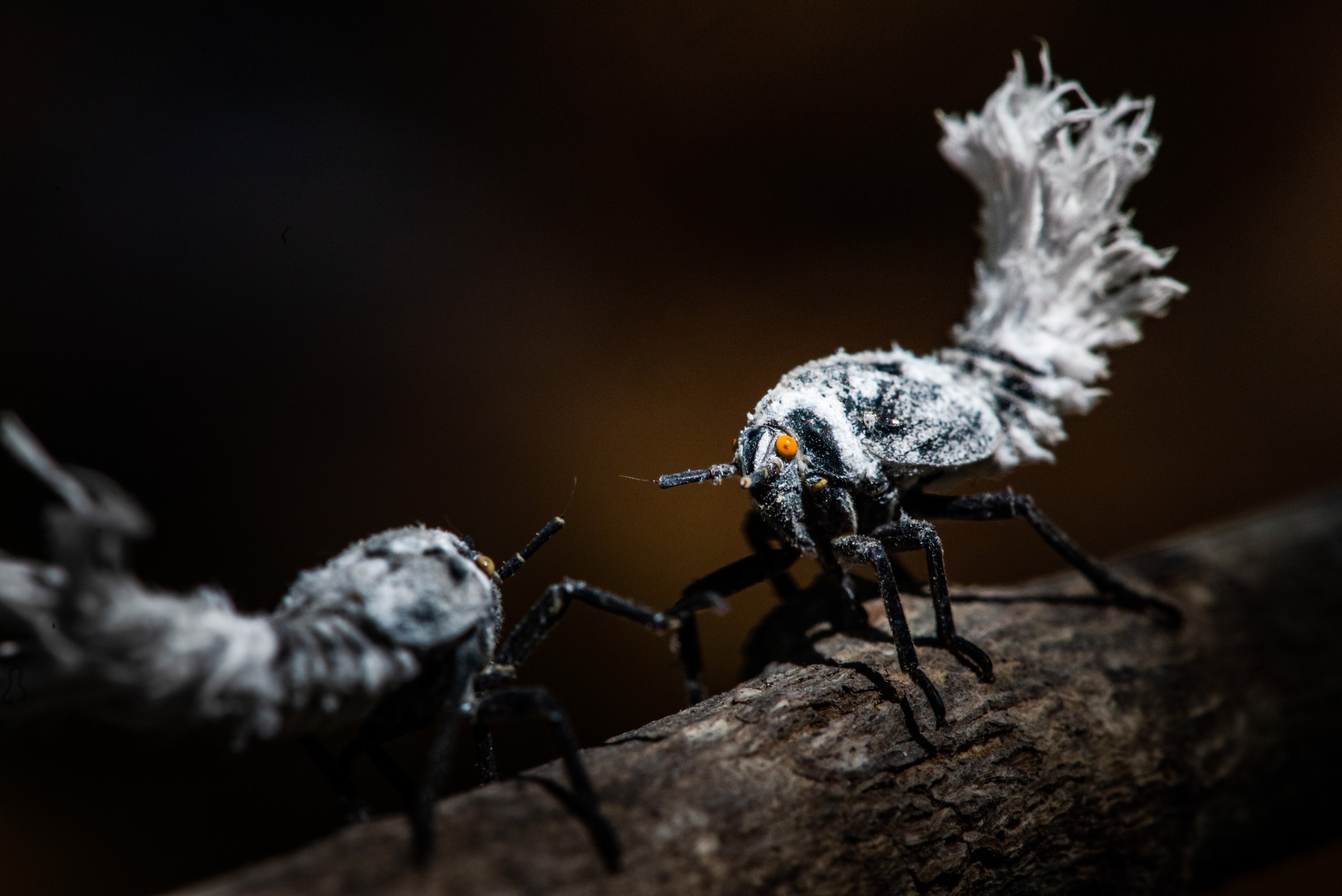 Madagascar Wildlife Photography Flatid Leaf Bug aka leafhopper Phromnia rosea nymphs Anja Community Reserve Haute Matsiatra Region Madagascar