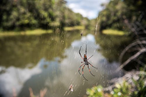 Madagascar Wildlife Photography Golden Silk Orb Weaver Spider Nephila on its web Perinet Reserve Andasibe Mantadia National Park Eastern Madagascar